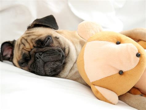 7 Reasons Your Dog Brings Toys to Bed: And What It Means - World of Dogz