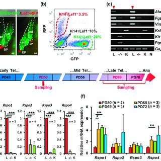 Expression Of R Spondin Genes In The Mouse Dorsal Skin A Hair