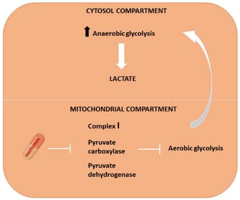 Ijms Free Full Text Metformin When Should We Fear Lactic Acidosis