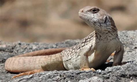 IGUANA Características Hábitat Alimentos Cuidados Reproducción