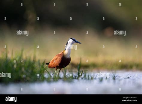 African Jacana Actophilornis Africanus Wading In A Shallow Lagoon At