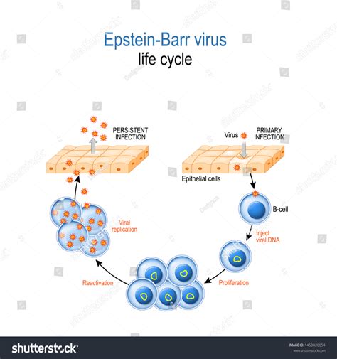 Epstein Barr Virus Life Cycle Ebv Replication Royalty Free Stock Vector 1458020654