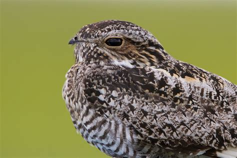 Common Nighthawk Audubon Field Guide