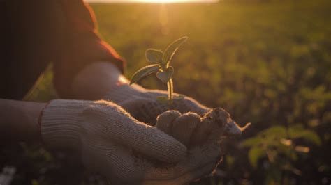 Farmer Hand Holding Leaf Of Cultivated Plant Hands Holding Pile Of