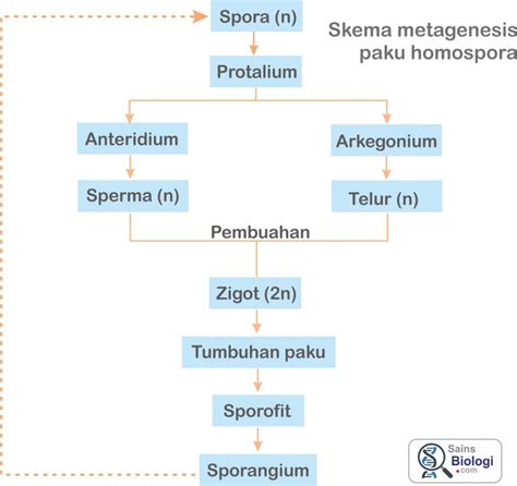 Peta Konsep Tumbuhan Paku Pteridophyta Imagesee | The Best Porn Website