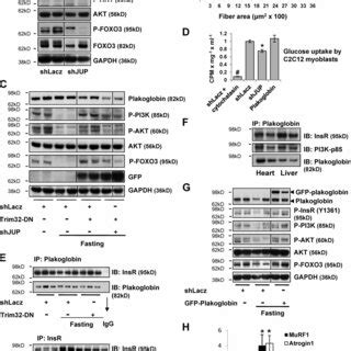 Proposed New Mechanism For Regulation Of Pi Kaktfoxo Pathway By