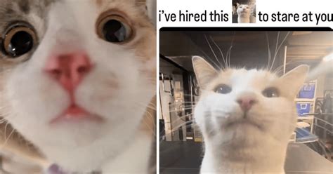 15 Up Close To The Camera Cats Hired To Stare At You When You Should Be