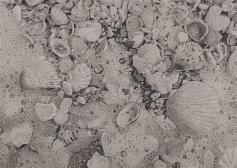 Mary Reilly Seashells 6 Beach Strewn Seashells From Sanibel Island
