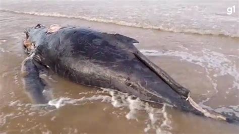 Filhote De Baleia Jubarte Encontrado Morto Em Praia No Sul Da Bahia