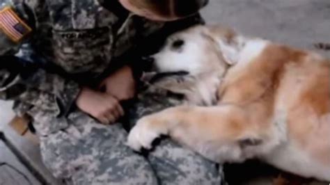 Cane Piange Di Gioia Quando Vede Tornare Il Suo Padrone Dalla Guerra