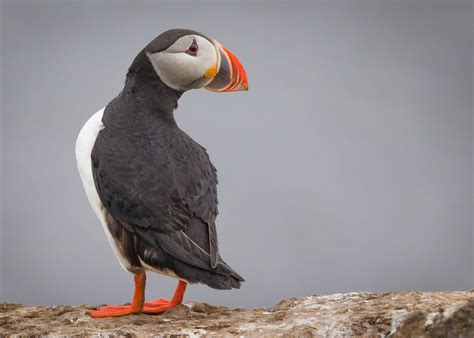 Atlantic Puffin | Audubon Field Guide