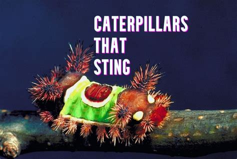 Stinging Caterpillars: A Quick and Easy Identification Guide - Owlcation