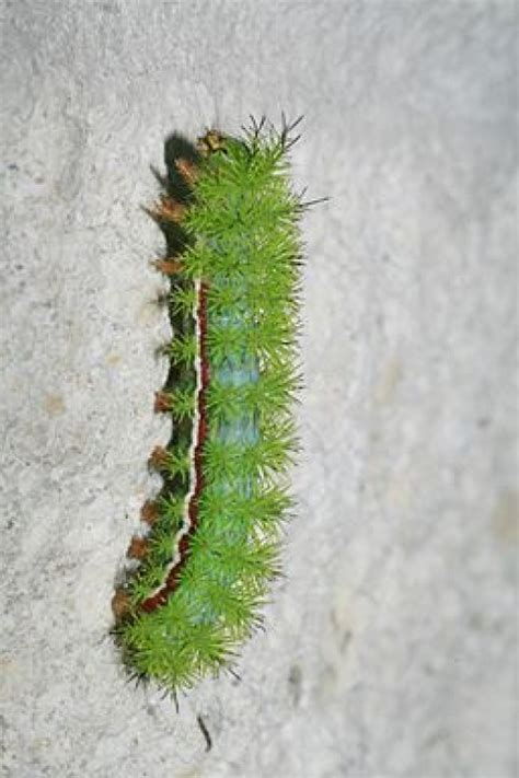 Stinging Caterpillar Identification A Quick And Easy Guide Hubpages