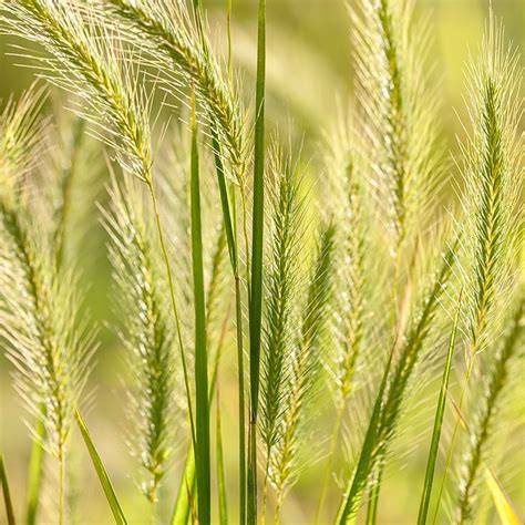 Wild Rye Nature Photography Grass Wild Flowers