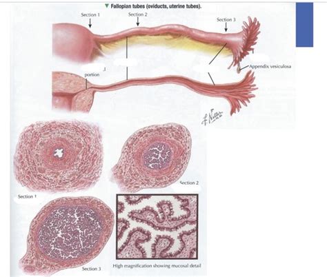 Uterus Uterine Tubes And Cervix Flashcards Quizlet