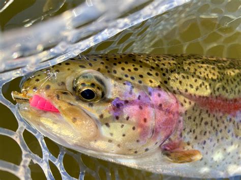 The Ultimate Guide to Spin Fishing for Fall Trout | Outdoor Life