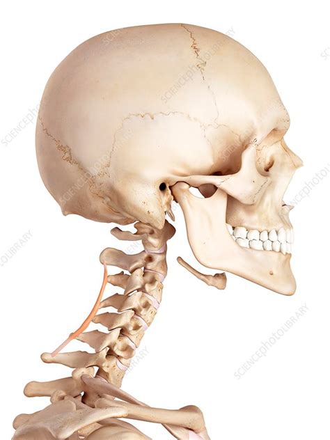 human cervical muscle stock image  science photo library