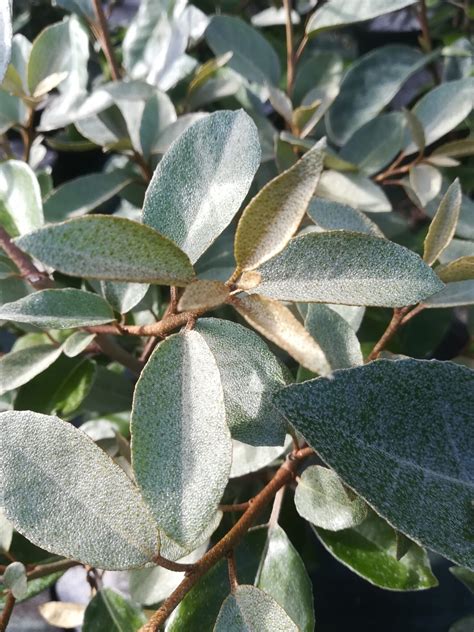 ELAEAGNUS x ebbingei Pépinières des 4 vents