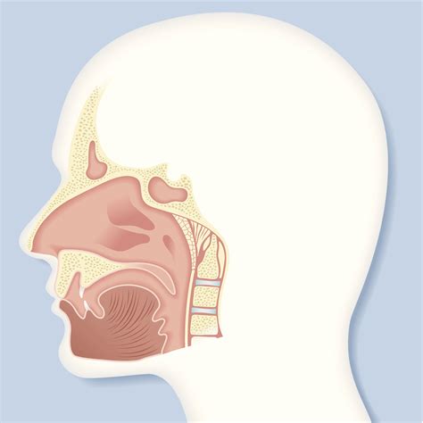 The Nasal Cavity Anatomy Function And Treatment