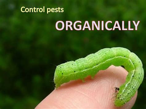 Organic Pest Control Made Simple: Tricks To Combat Pests Organically