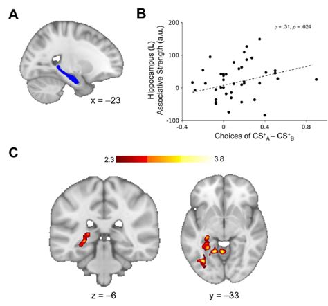 Brain Behavior Correlation And Whole Brain Regressions B Left