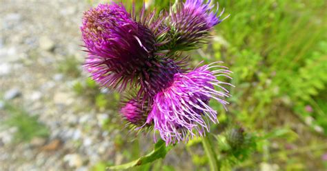 Distel In Oberndorf Bei Salzburg Sch Ne Heimat Fotoblog Sn At