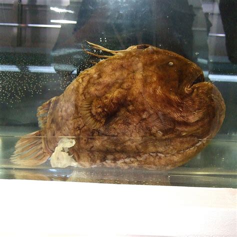 Football Fish Vs Angler Fish Absurd Creature Of The Week The