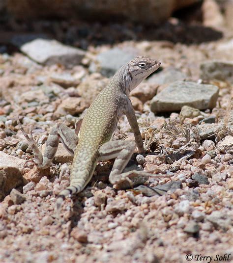 Zebra-tailed Lizard Photo - Photograph - Picture