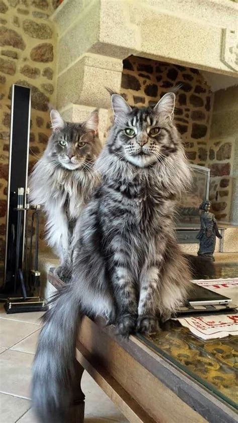 Male Vs Female Maine Coons Picking The Gender Chat Maincoun Chats