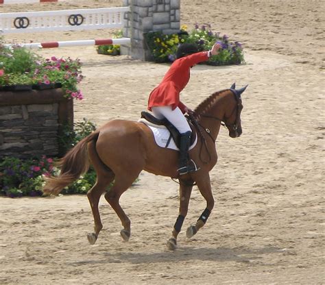 Canter vs. Gallop: Learning About Horse Gaits | LearningHorses.com