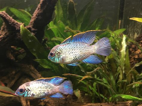 Electric Blue Acaras My Male And One Of Two Females In The 120 Gallon