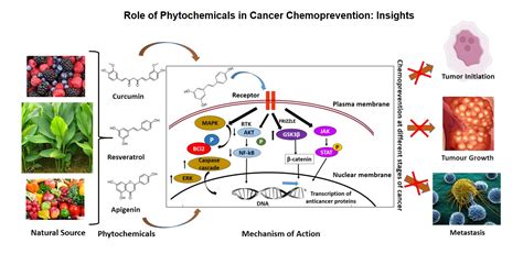 Antioxidants Free Full Text Role Of Phytochemicals In Cancer