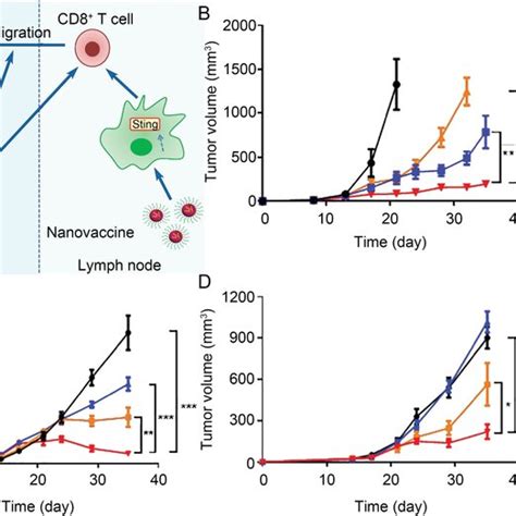 Immune Mechanisms Triggered By Tumor Irradiation Radiation Induces Icd