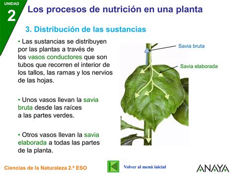 Cn P Procnutriplanta Pdf Descarga Gratuita