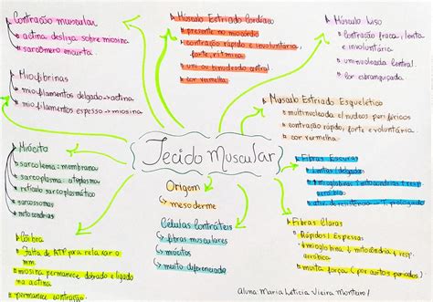 Mapa Mental Tecido Muscular Blog Descomplica Images Hot Sex Picture