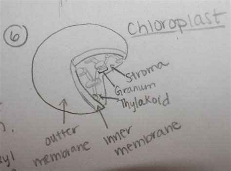 Science Project 2010 6 A Structure Containing An Organelle That