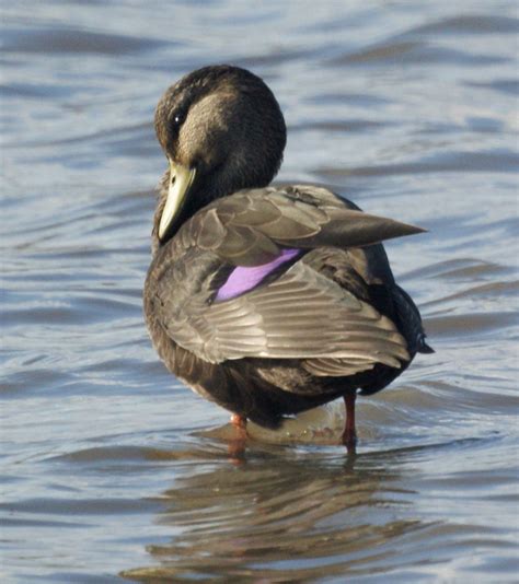 Pin On Waterfowl