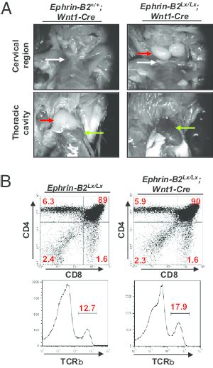 Expression Of Ephrin B2 On NC Derived Cells Is Required For The Normal