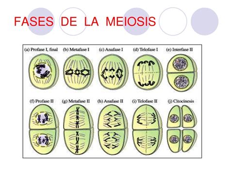 Meiosis