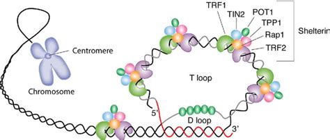 Telomere Telomere Length Function And Telomere Structure