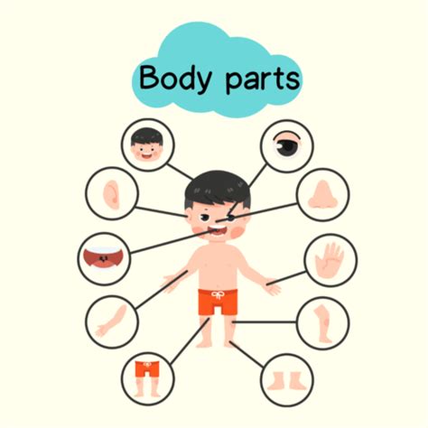 Partes de Cuerpo Humano en Inglés