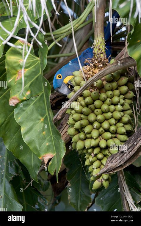 El Pantanal El Humedal M S Grande Del Mundo Brasil Am Rica Del Sur