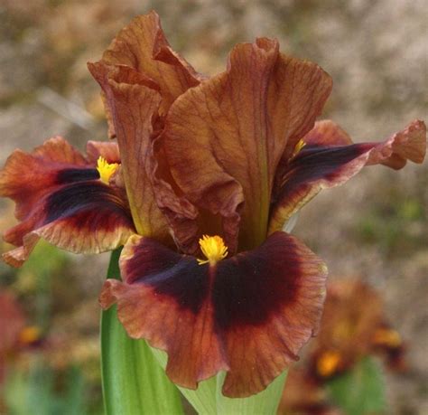 SDB Iris Germanica Chocolate Treat Aitken 2014