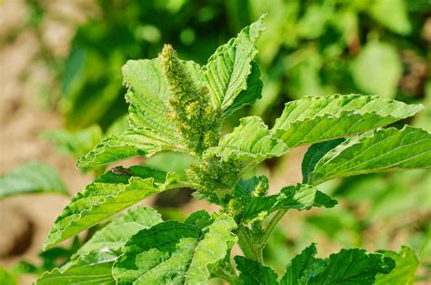 Amaranthus Retroflexus Zur Ckgebogener Amarant Amaran Flickr