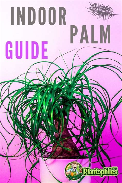 How to Care for an Indoor Palm - #1 Best Guide