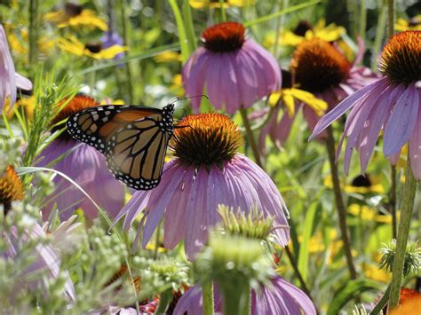 Monarque Papillon Susan Aux Yeux Photo Gratuite Sur Pixabay Pixabay