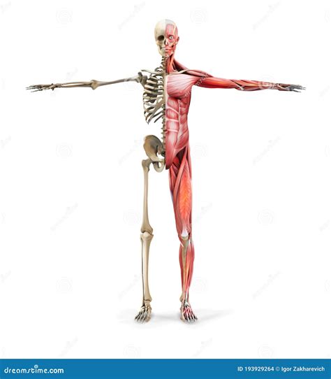 Anatomy Naked Woman Body With Bone Skeleton Stock Image