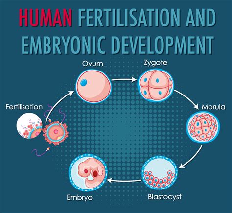 Fertilización Humana Y Desarrollo Embrionario En Infografía Humana 6212225 Vector En Vecteezy