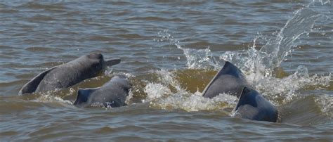 Amazon River dolphin - Whale & Dolphin Conservation USA