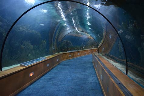 oceanogràfic – tunnel acquario di valencia – aspassoperlaspagna.it - A ...